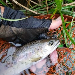 放流魚が多かったけど、、、