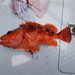 マリンホロボ周辺ジギング