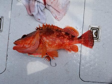 マリンホロボ周辺ジギング