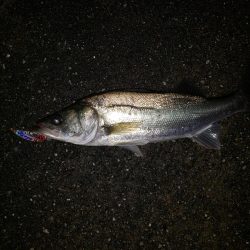 シーバスナイトゲーム