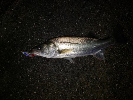 シーバスナイトゲーム