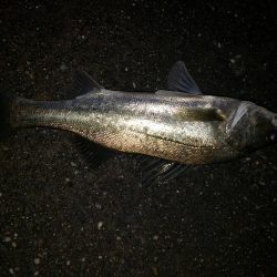 シーバスナイトゲーム