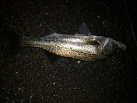 シーバスナイトゲーム