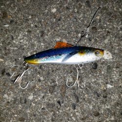 スズキさんが釣れない!