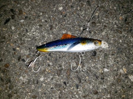 スズキさんが釣れない!