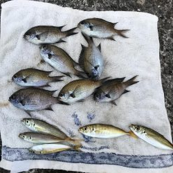 おせんの猛攻その2