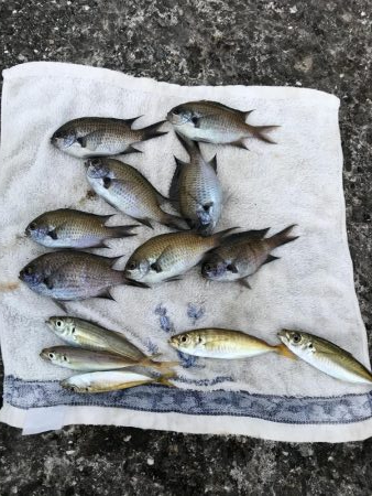 おせんの猛攻その2