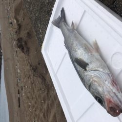 おNewタックル鱗付け