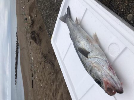 おNewタックル鱗付け