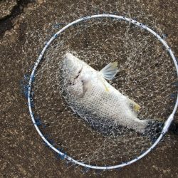 落とし込みでキビレ