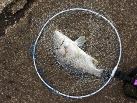 落とし込みでキビレ