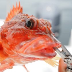 シイラキャスティングのつもりが。