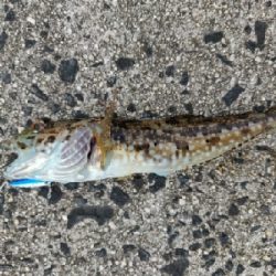 カサゴ、キジハタ等五目