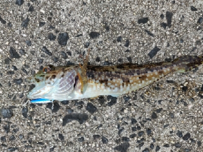 カサゴ、キジハタ等五目