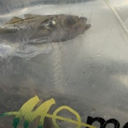 西大分赤灯台の釣果