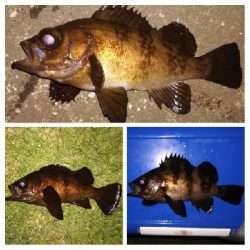 アジング1915〜2045