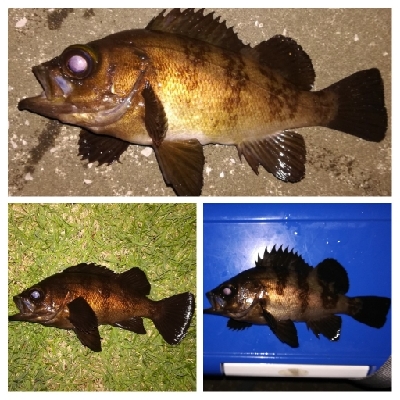 アジング1915〜2045