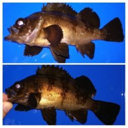 アジング1915〜2035