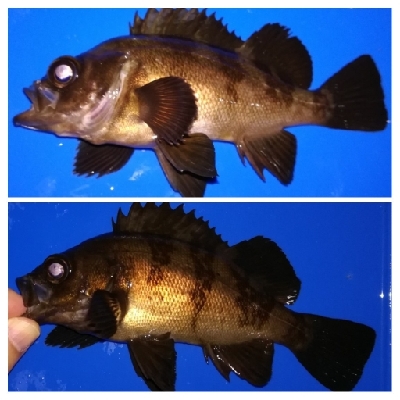 アジング1915〜2035