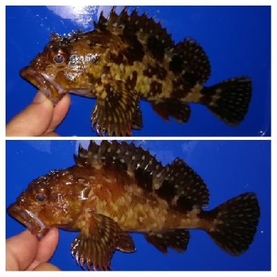 アジング1850〜2020