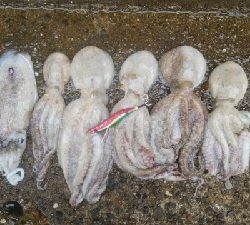 大雨後でも釣れてます