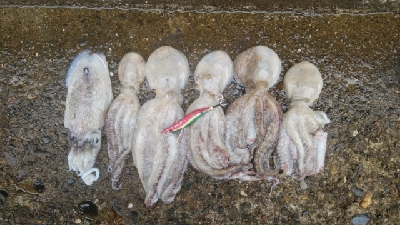 大雨後でも釣れてます