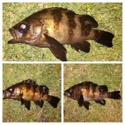 アジング1855〜2145