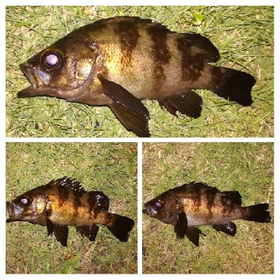 アジング1855〜2145