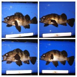 アジング1900〜2055