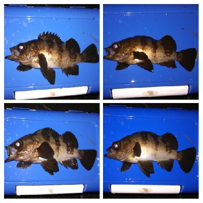 アジング1900〜2055