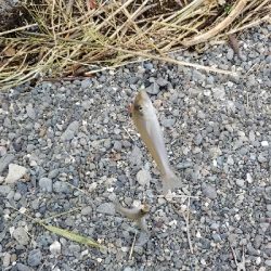 キス釣りからタチウオまで。好調!