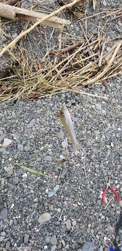 キス釣りからタチウオまで。好調!