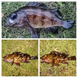 アジング1845〜1930 2105〜2145