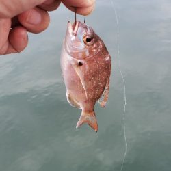 今日もチヌ狙い