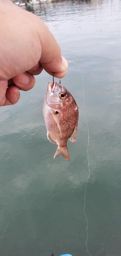 今日もチヌ狙い