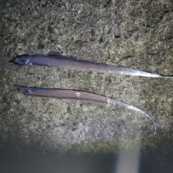 モジャコとチビタチ….