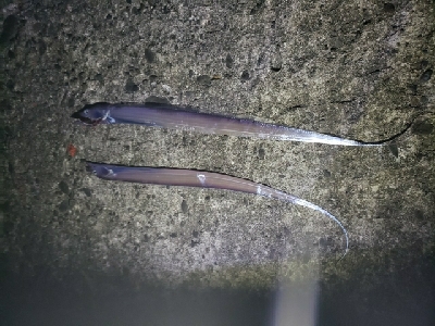 モジャコとチビタチ….