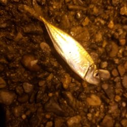 ナイトライトゲーム