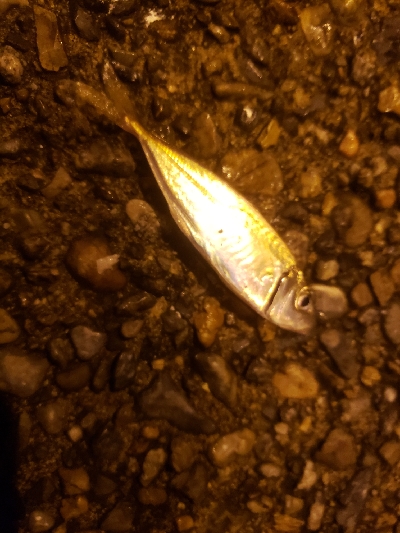 ナイトライトゲーム