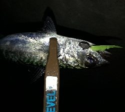 雨にも負けず(笑)