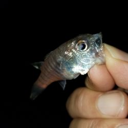 エサ無しサビキはルアーってことで