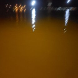 エソの嵐でした