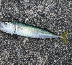 カマス ほか3種