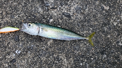 カマス ほか3種