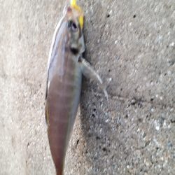 夕まづめフィッシング