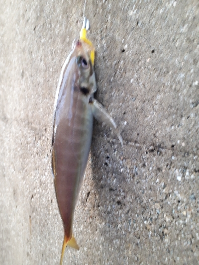 夕まづめフィッシング