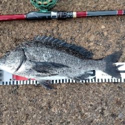 リベンジで黒鯛ゲット