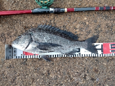 リベンジで黒鯛ゲット