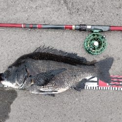 年無しゲットかと思いきや。