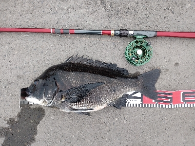 年無しゲットかと思いきや。